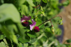 えんどう豆の花