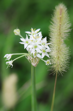 ニラの花と野草