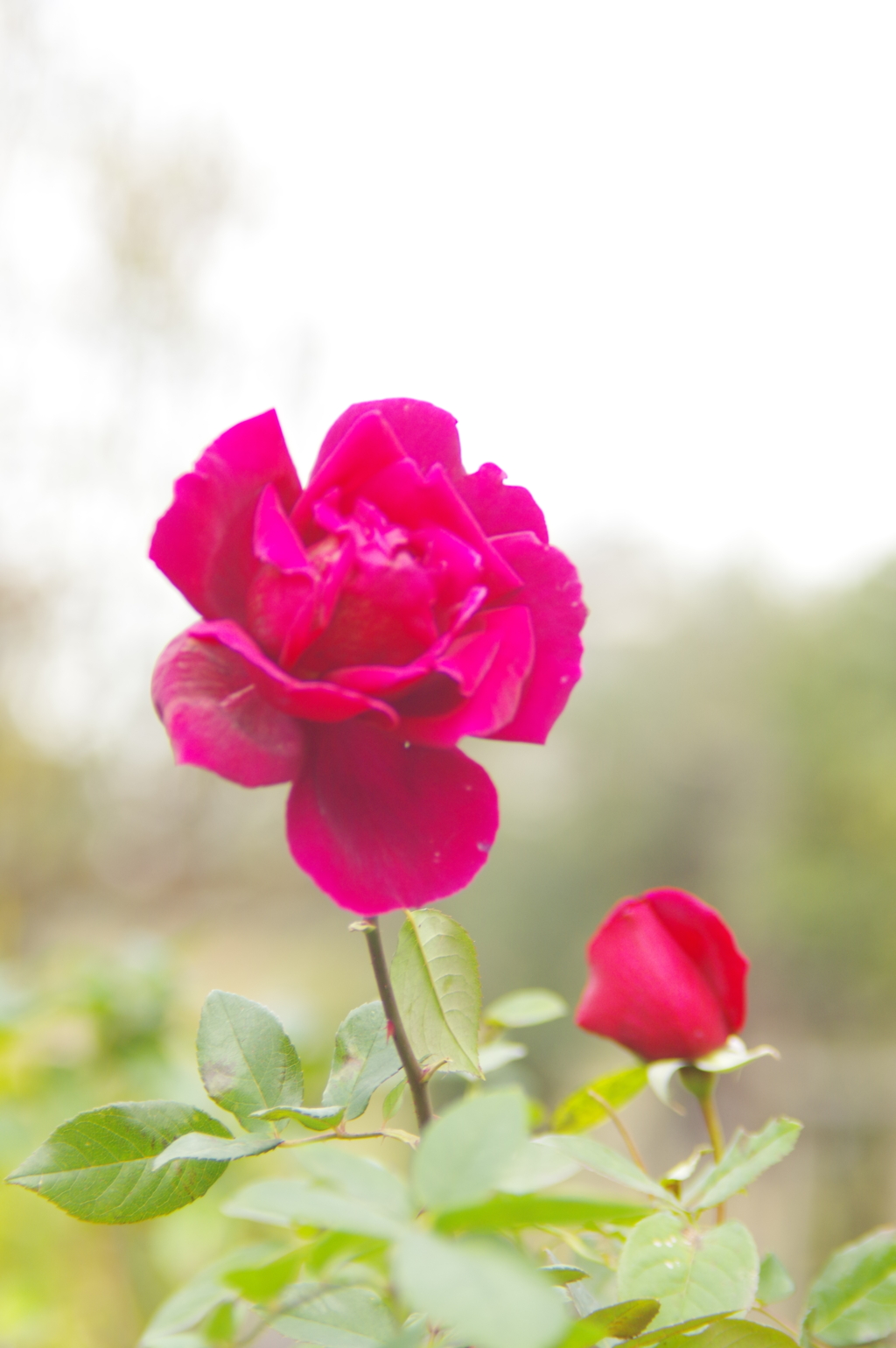 薔薇
