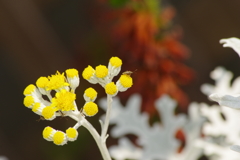 花と昆虫　１