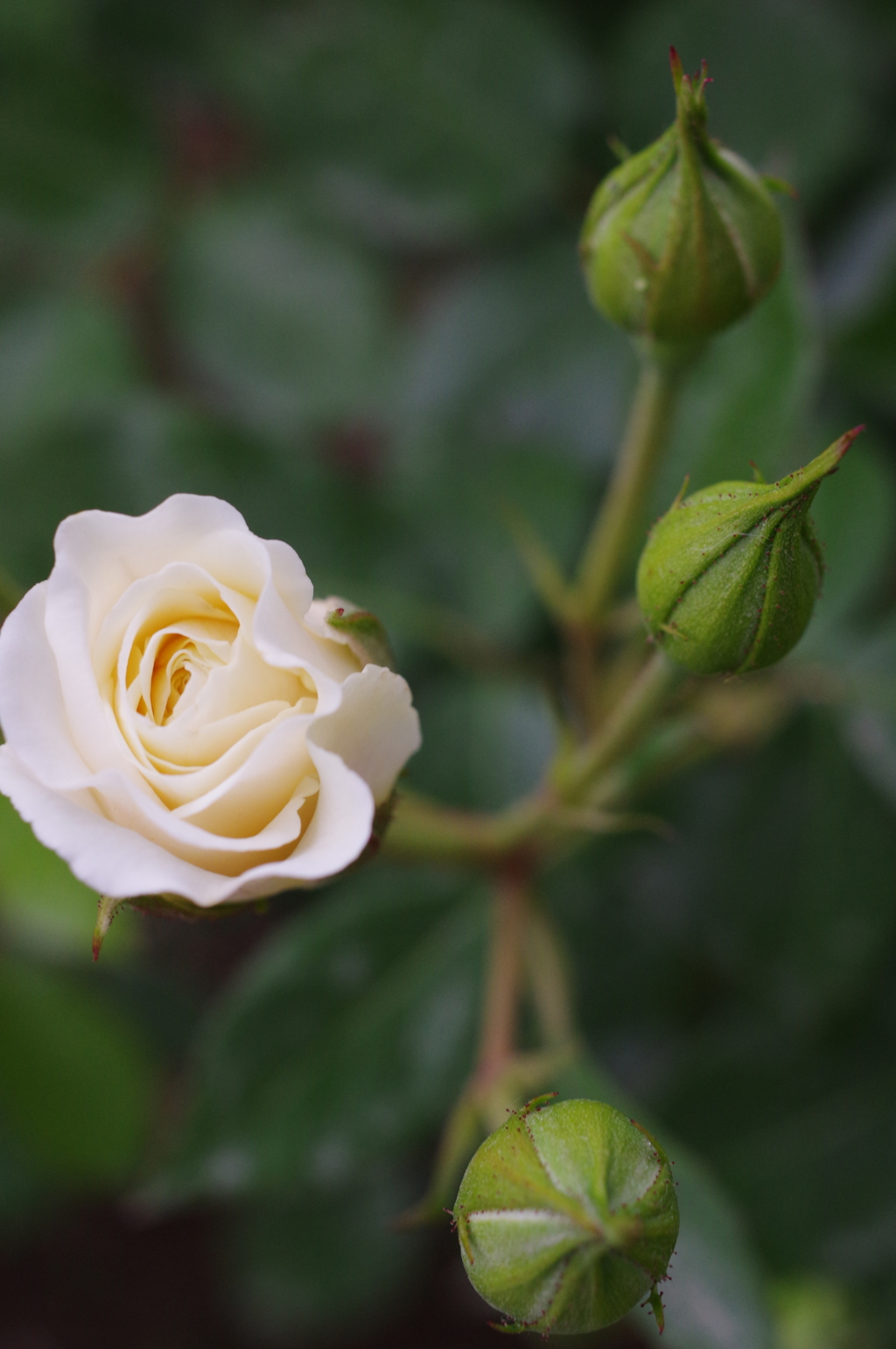 花と蕾