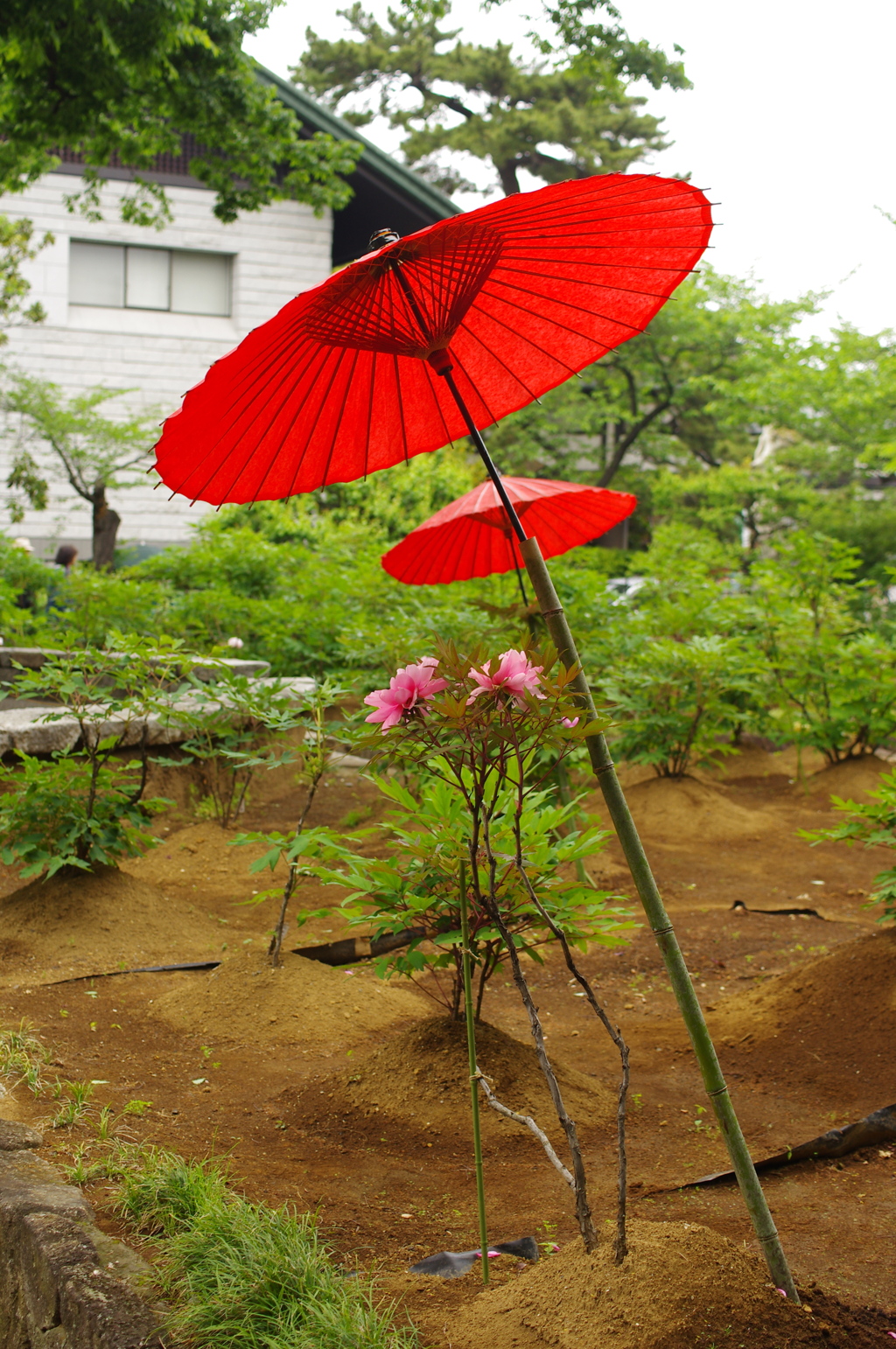 花に傘