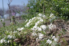 芝桜