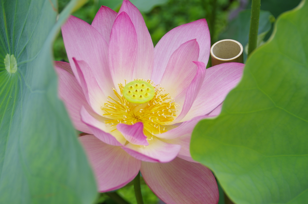 葉に包まれた花」