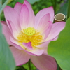 葉に包まれた花」
