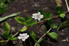 野花