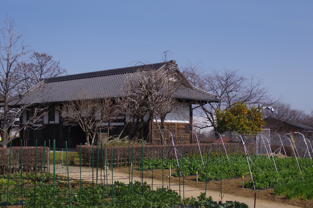 長屋門と庭の木々