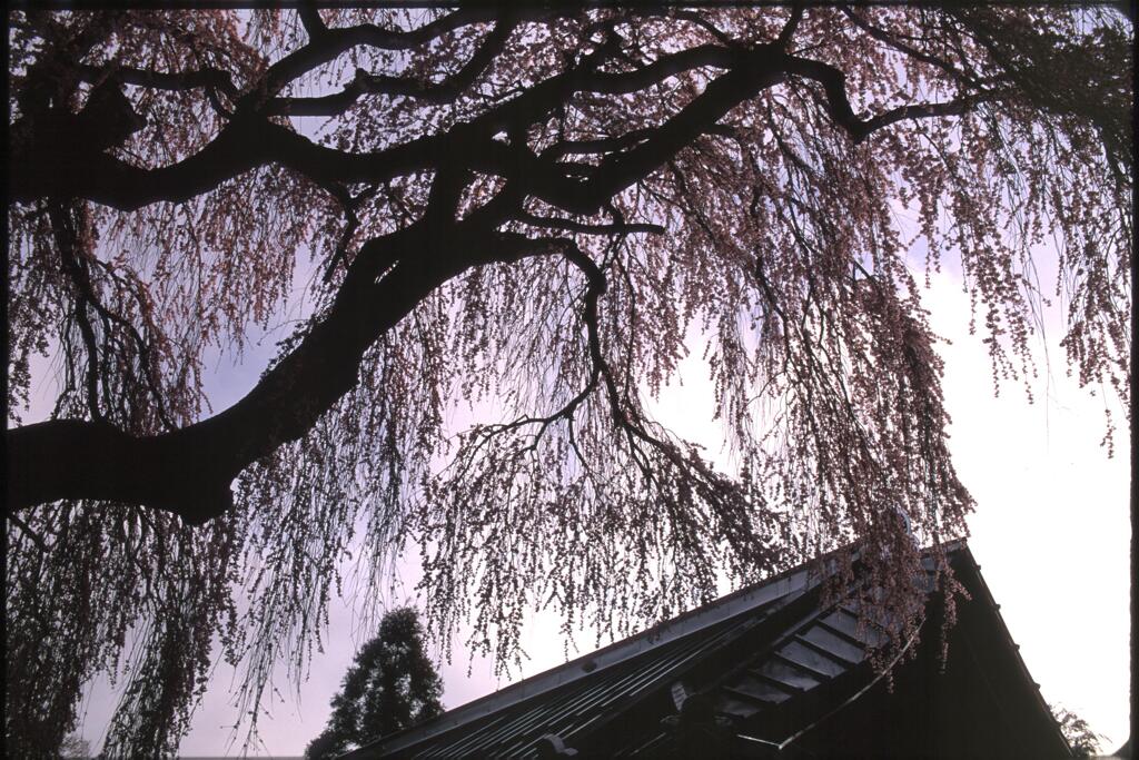 桜と屋根
