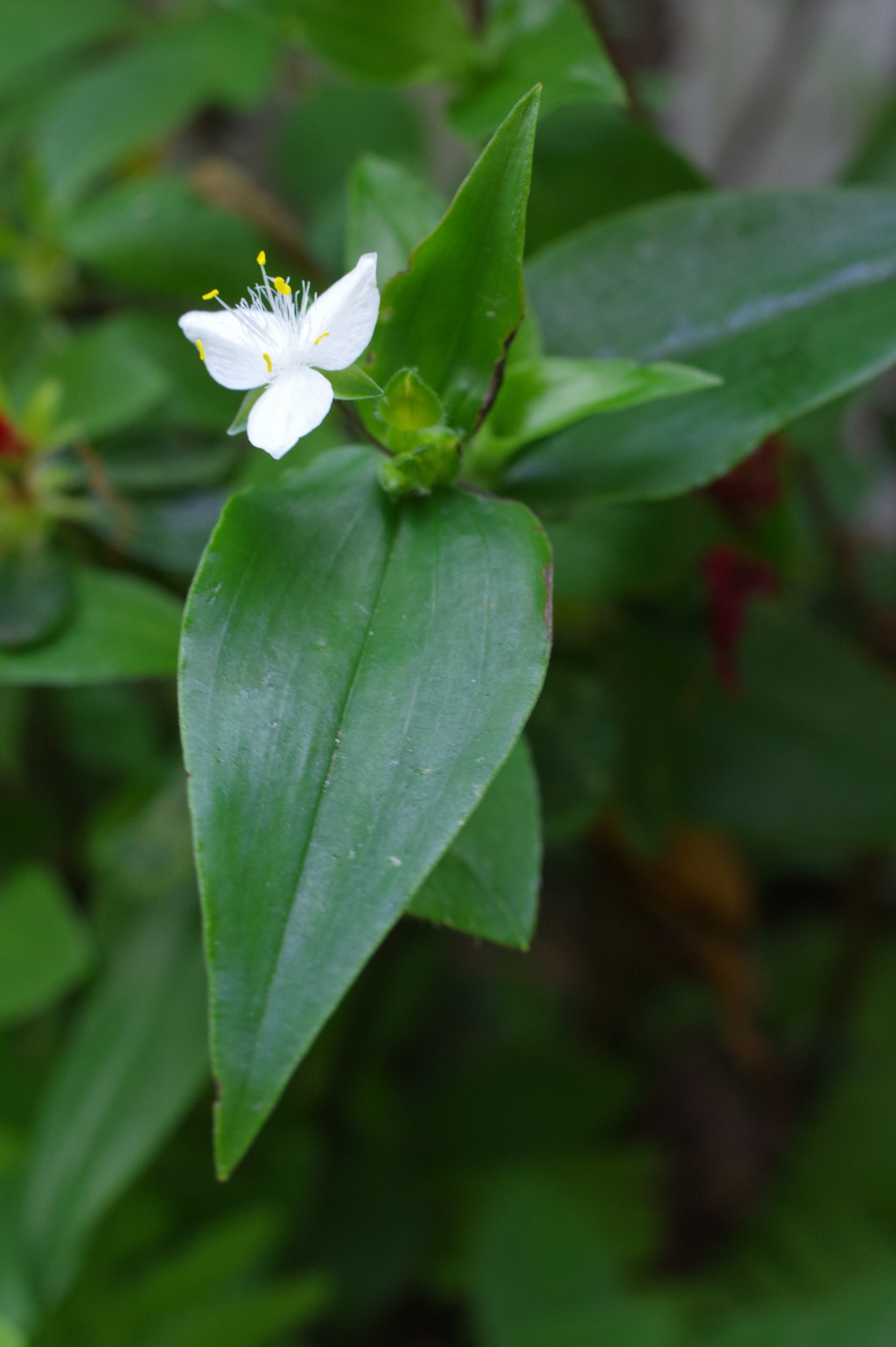 ときわつゆくさ