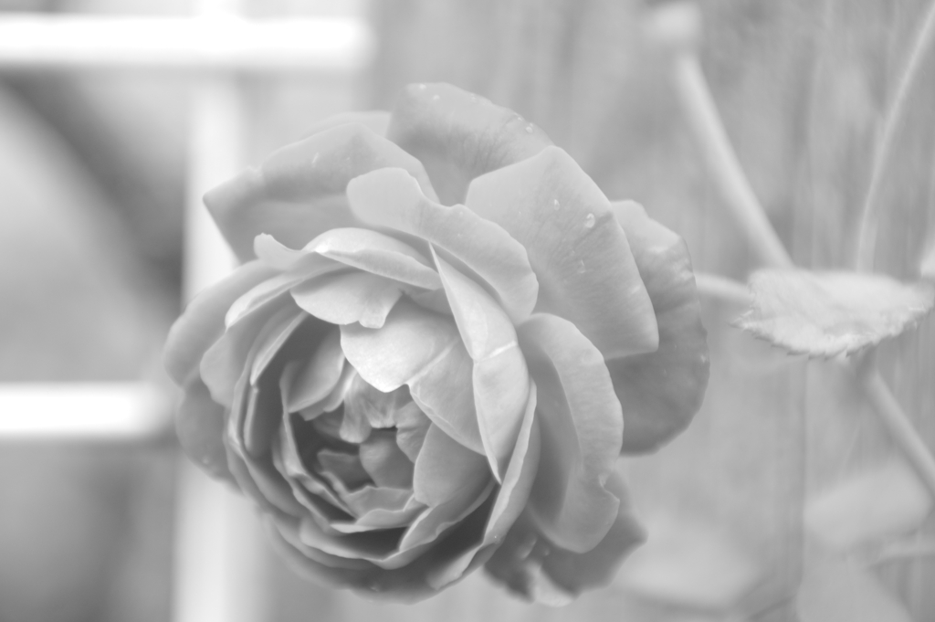 薔薇