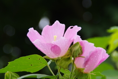 華麗に