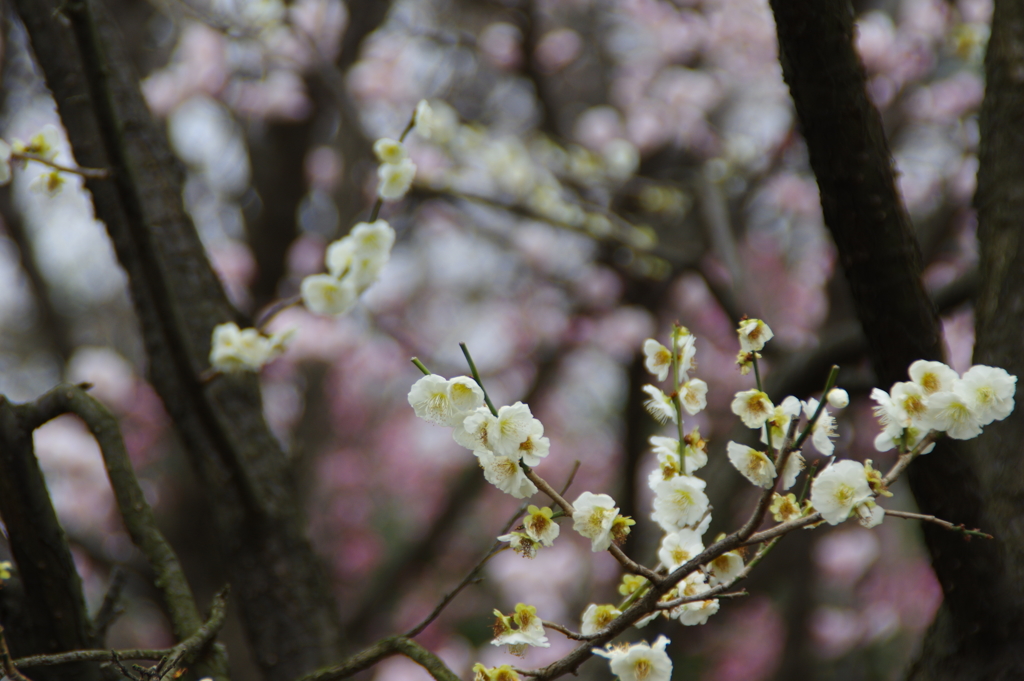 梅の花　２
