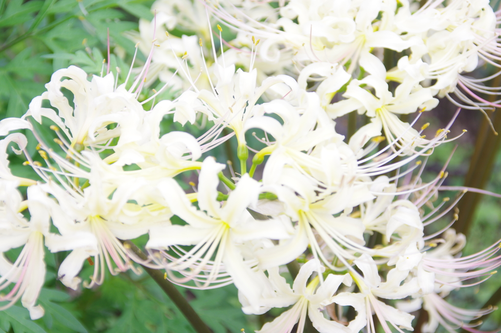 花　３