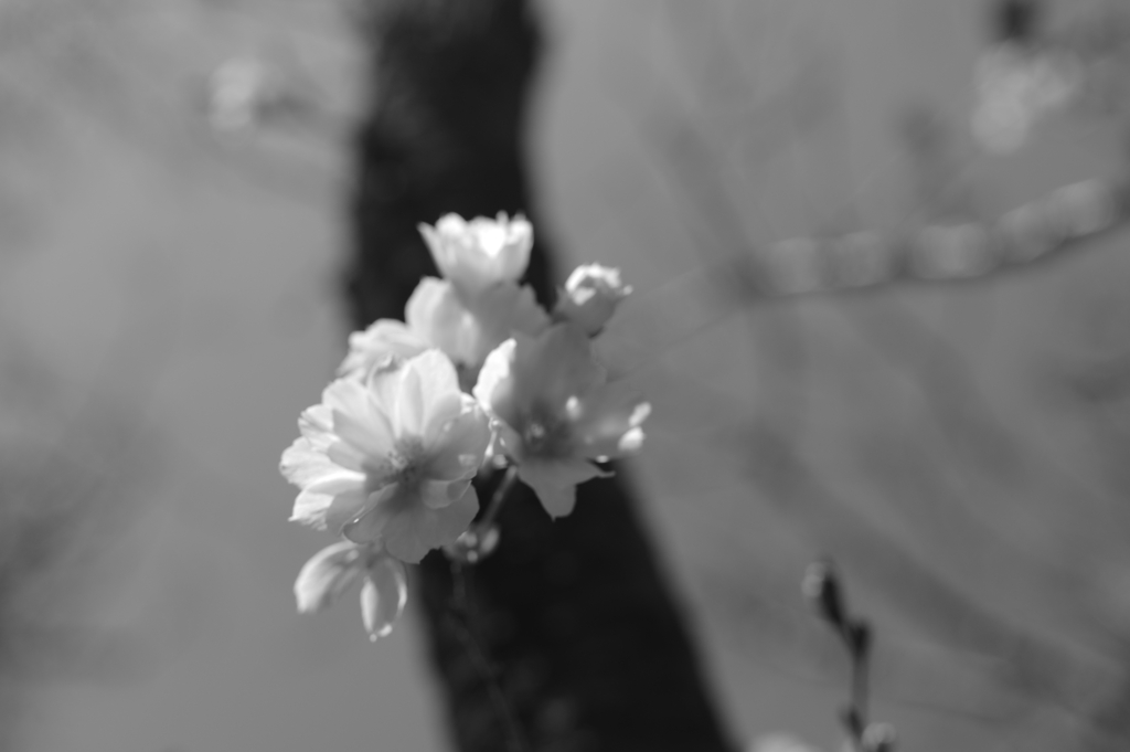 十月桜　２