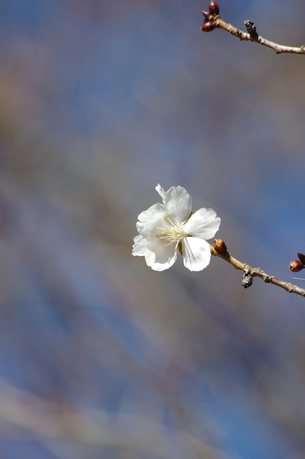 冬桜