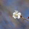冬桜