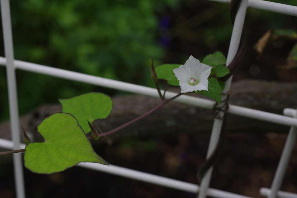 白い花とハート形の葉