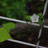 白い花とハート形の葉