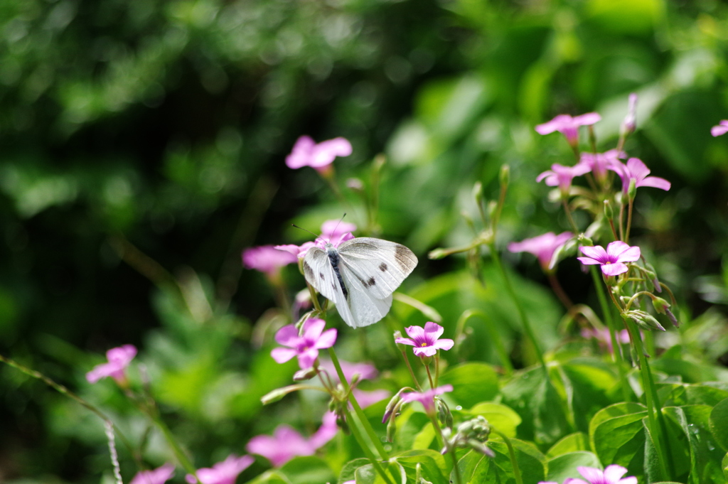 農業公園の昆虫 6