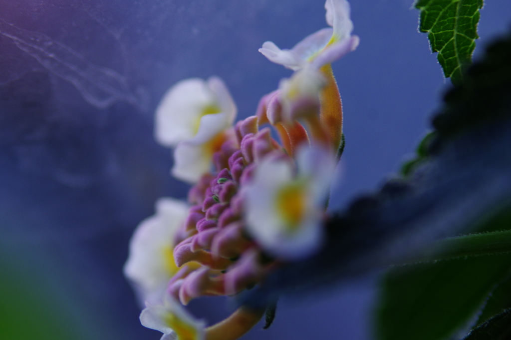 紫陽花のようなランタナ