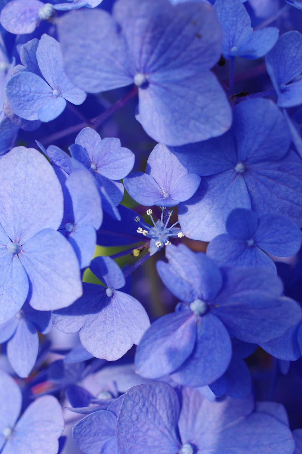 アジサイの花