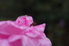 薔薇と昆虫