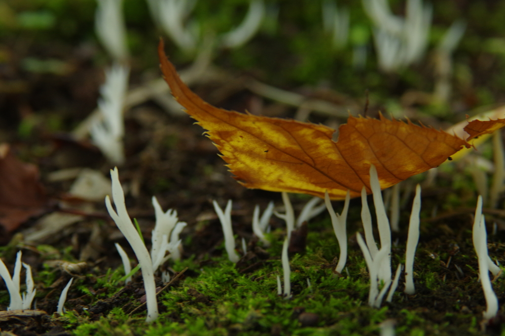 おちばをささえる