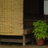 涼しいかな
