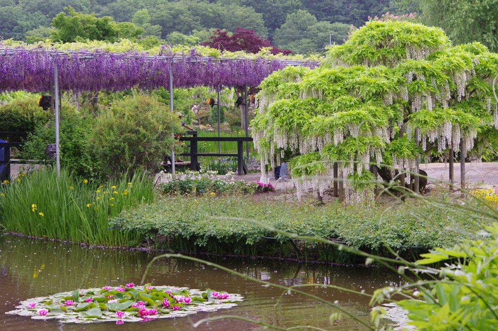 風景