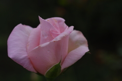 薔薇
