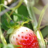 イチゴ
