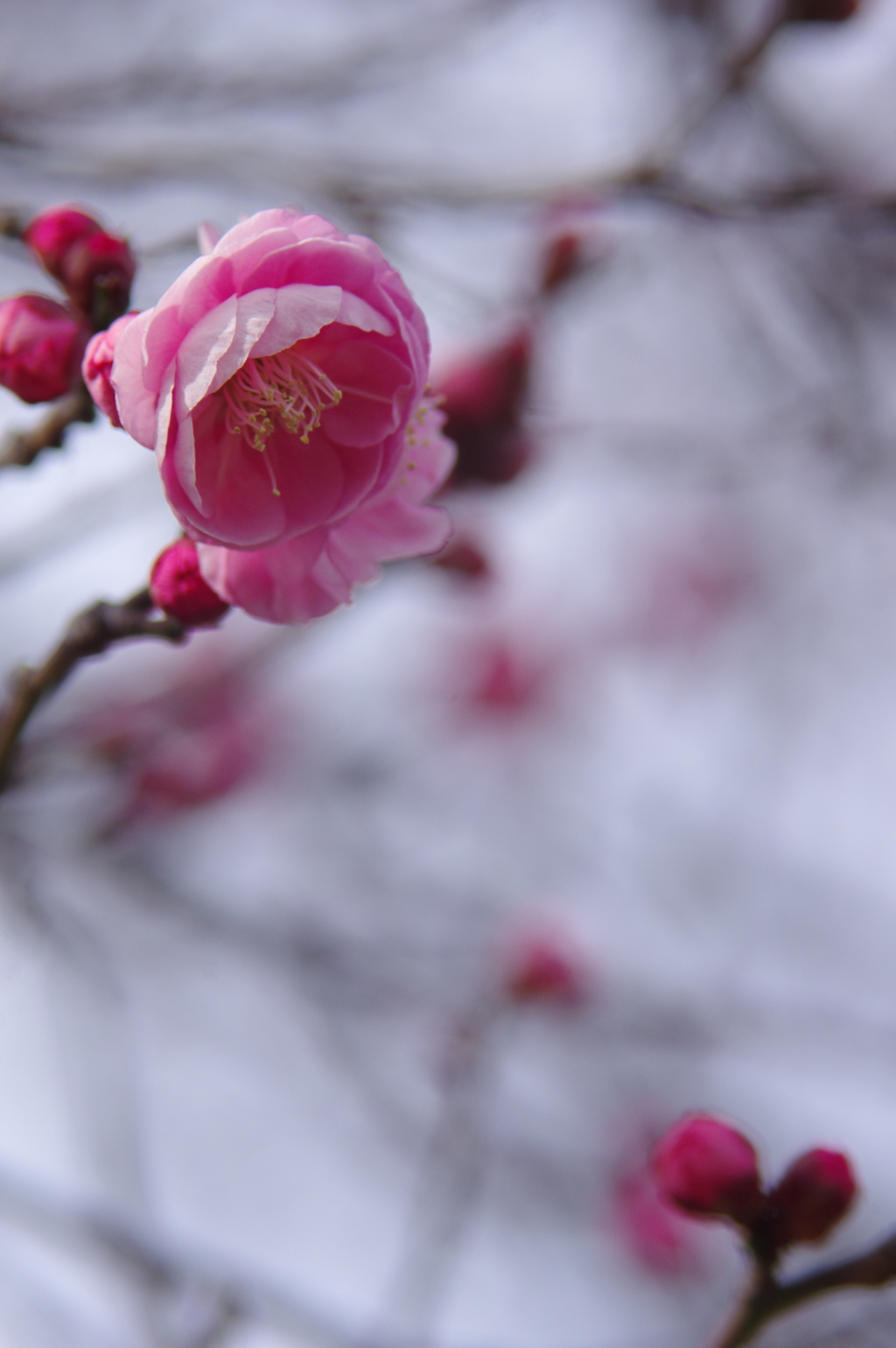 八重寒紅（梅）