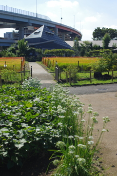都市農業公園、　秋