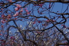 紅梅と白梅のバック
