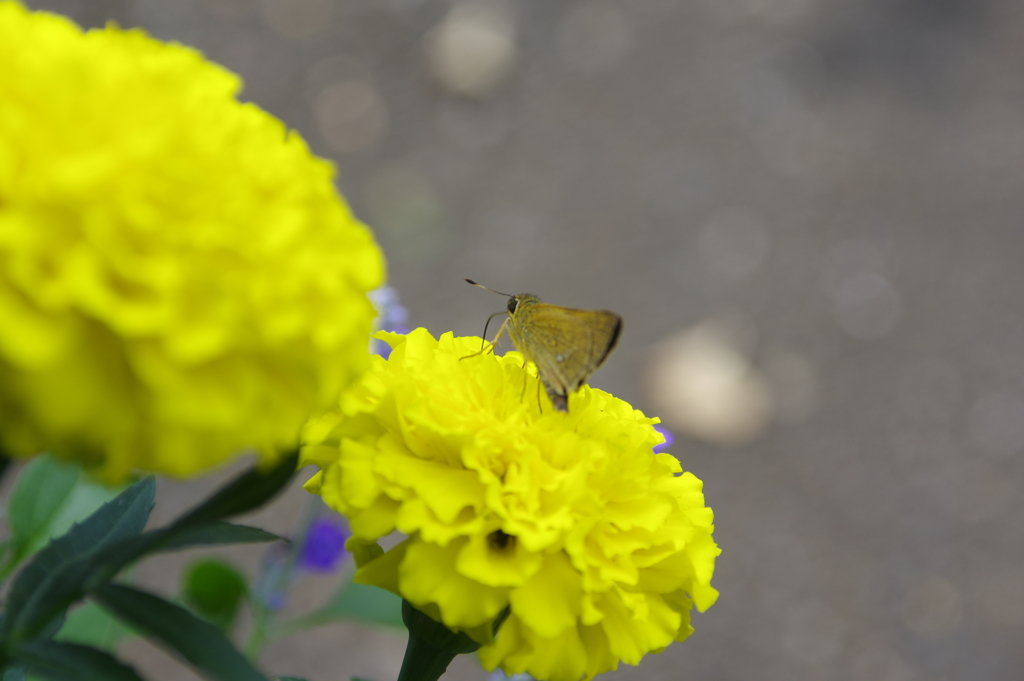 花とセセリチョウ