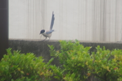 オナガ