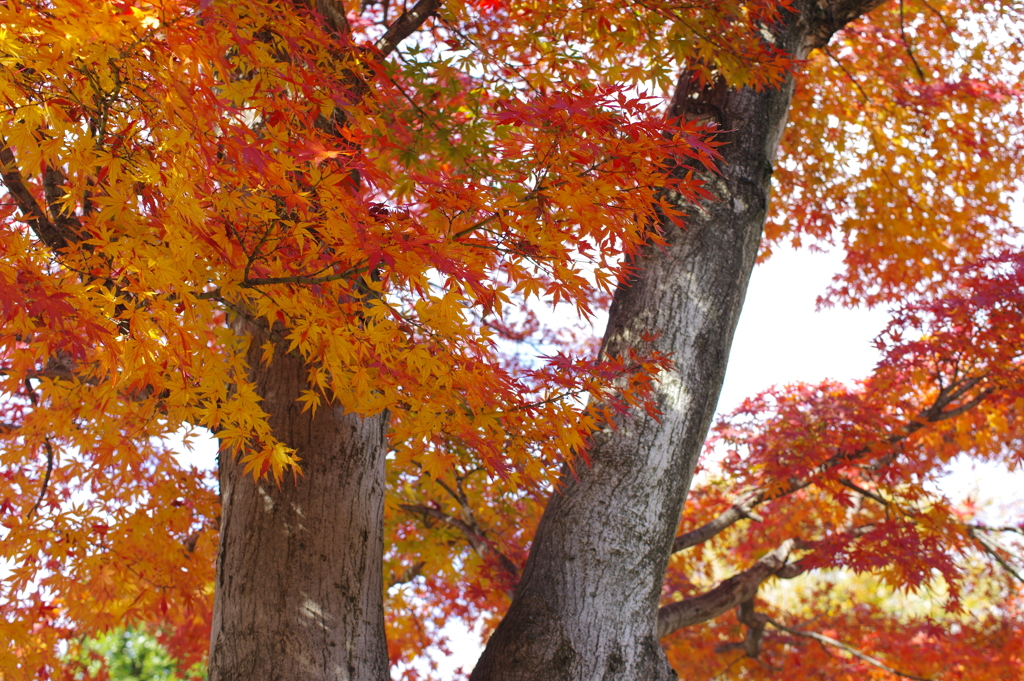 紅色の秋