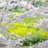 なのはなとさくら