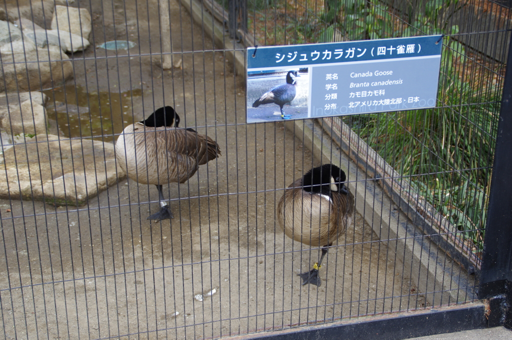 鳥も利き足有るかな