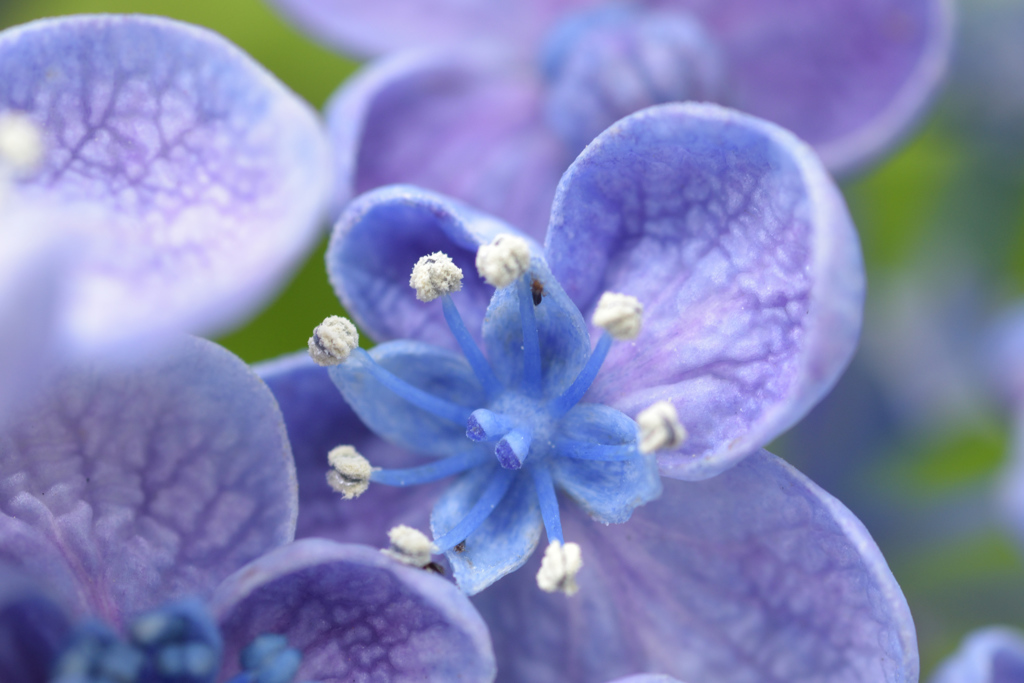  お多福紫陽花