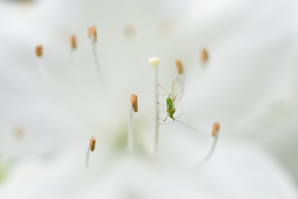 春の小さな昆虫