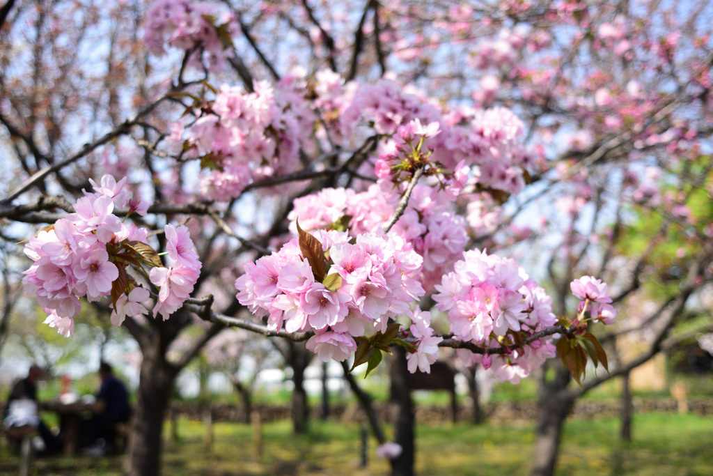 さくら　八重紫桜