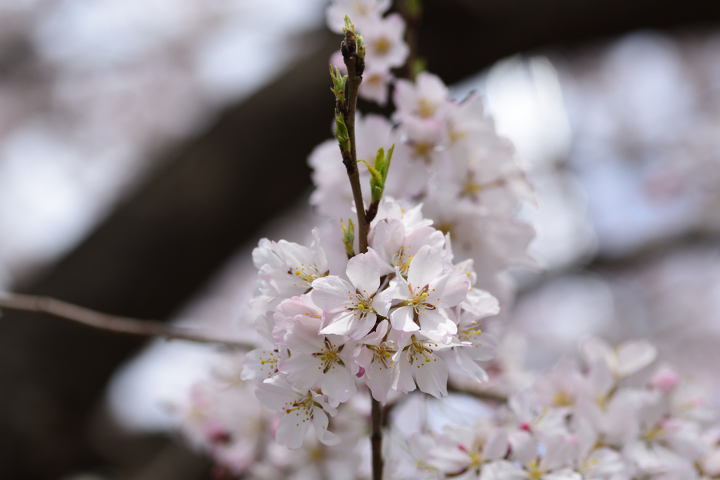 江戸彼岸桜 ４