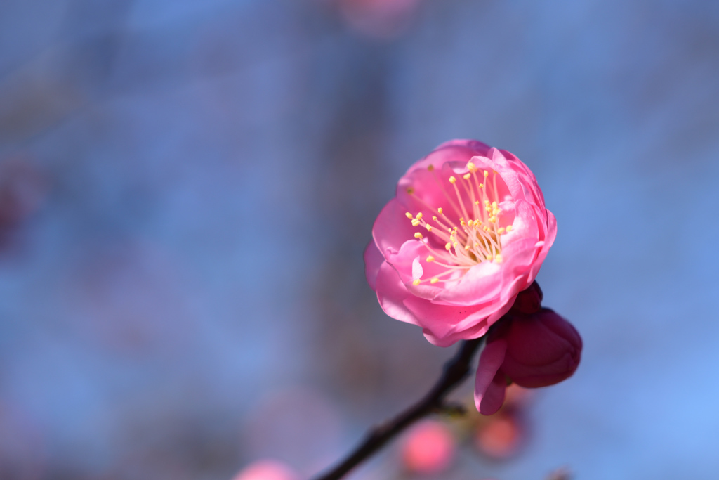 梅 八重寒紅