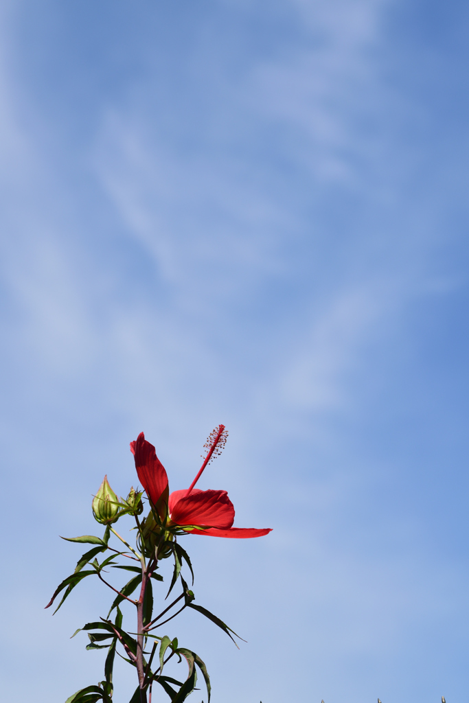暑夏