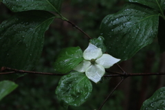 雨に濡れる山法師