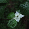 雨に濡れる山法師