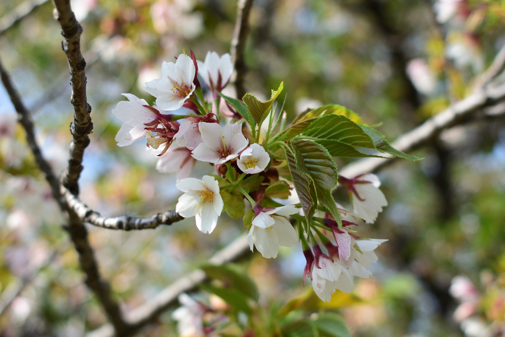 さくら　大島桜