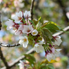 さくら　大島桜