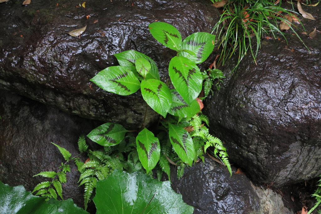 雨のなかしっとりと　Ⅱ